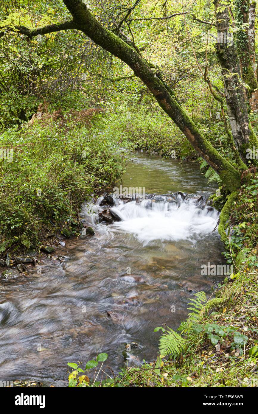 East Water, an Exmoor stream in the Cloutsham valley, Somerset, UK Stock Photo