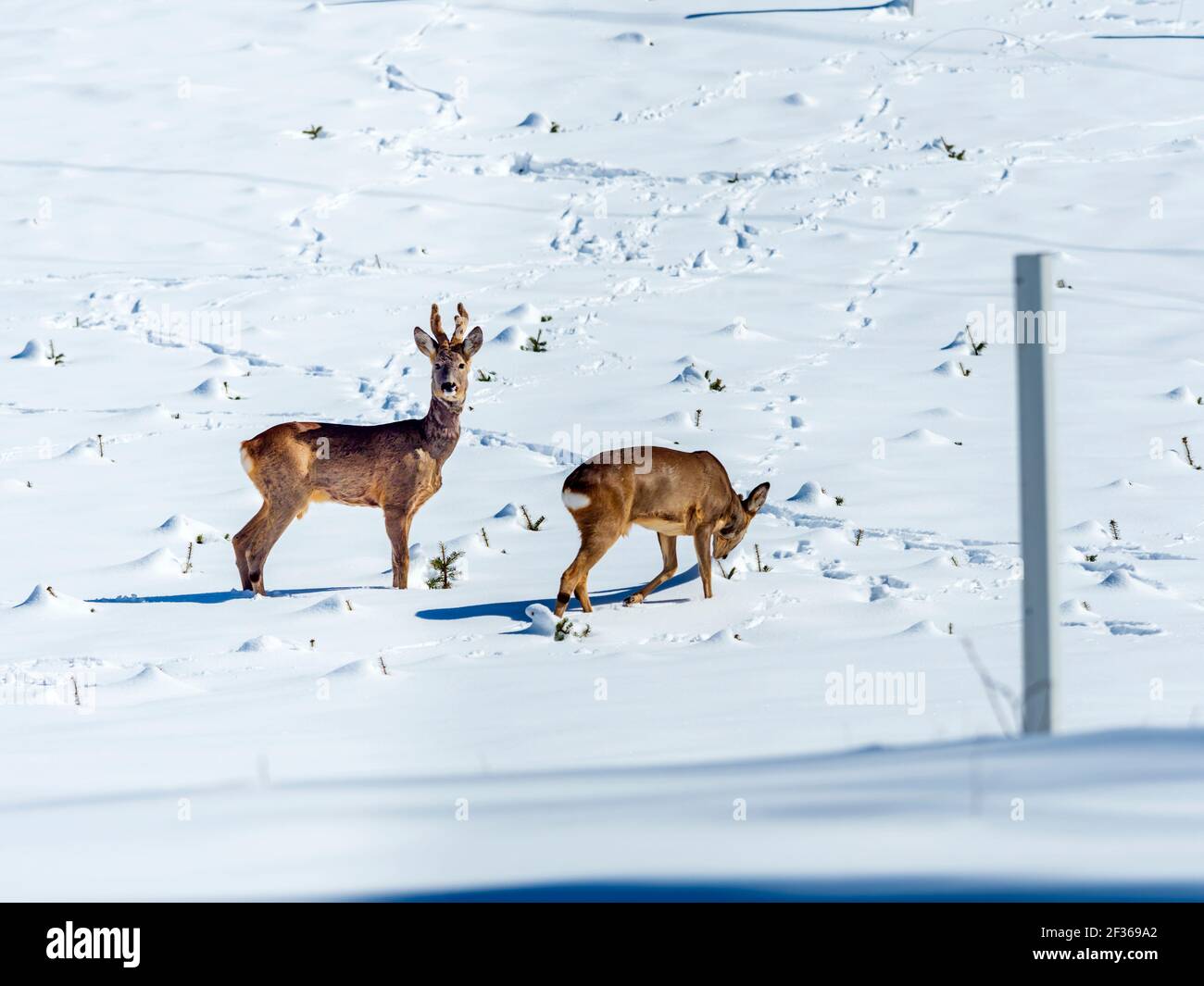 Two roe deer on snow Gorksi kotar county in Croatia Europe nature natural environment Stock Photo