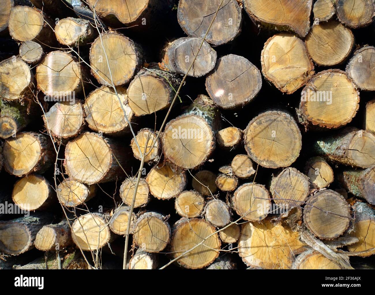 Stack of wood in a forest in Brandenburg, Germany Stock Photo Alamy
