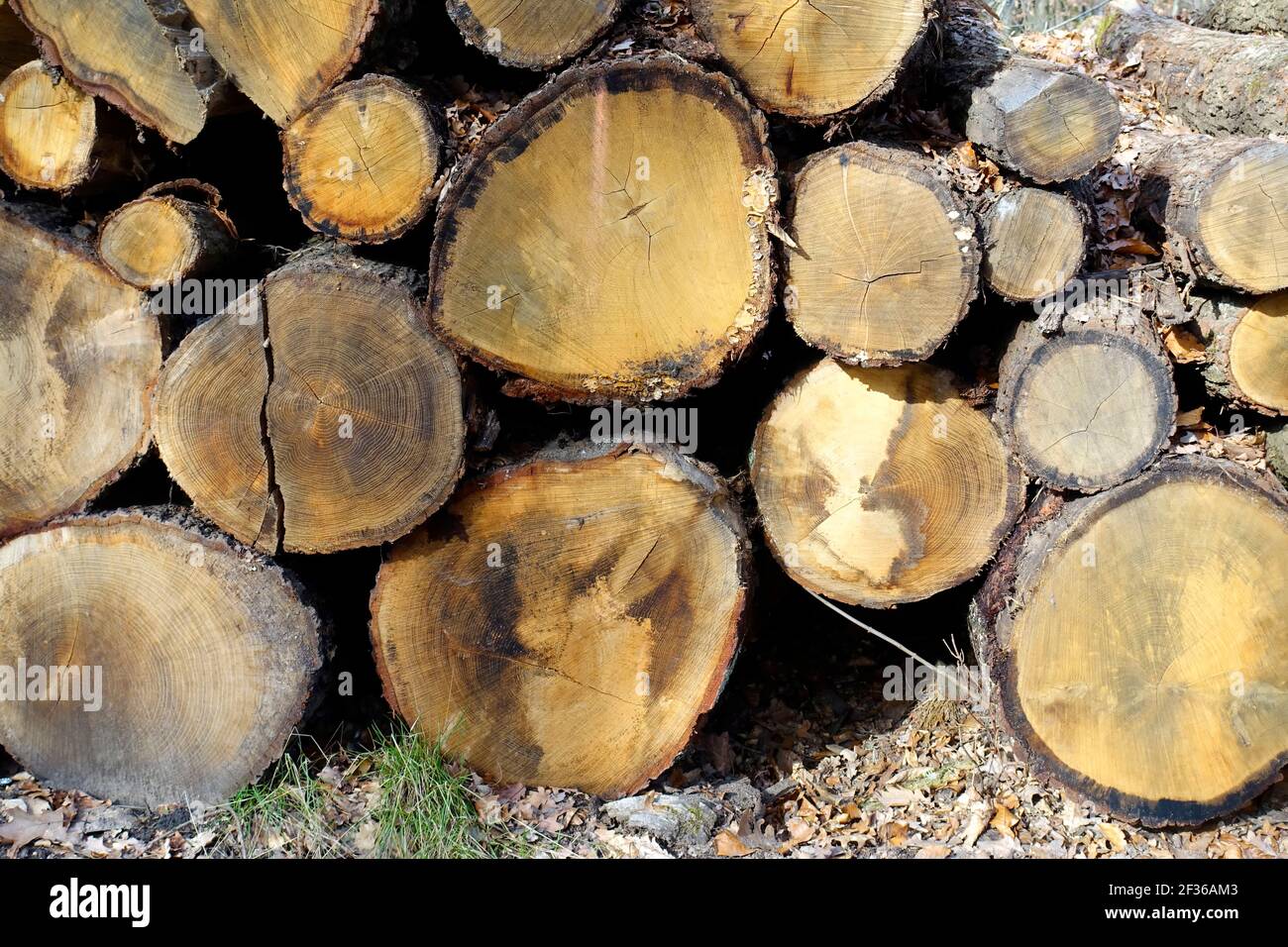 Stack of wood in a forest in Brandenburg, Germany Stock Photo Alamy