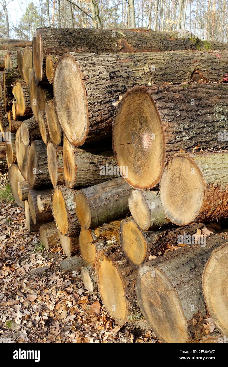 Stack of wood in a forest in Brandenburg, Germany Stock Photo Alamy