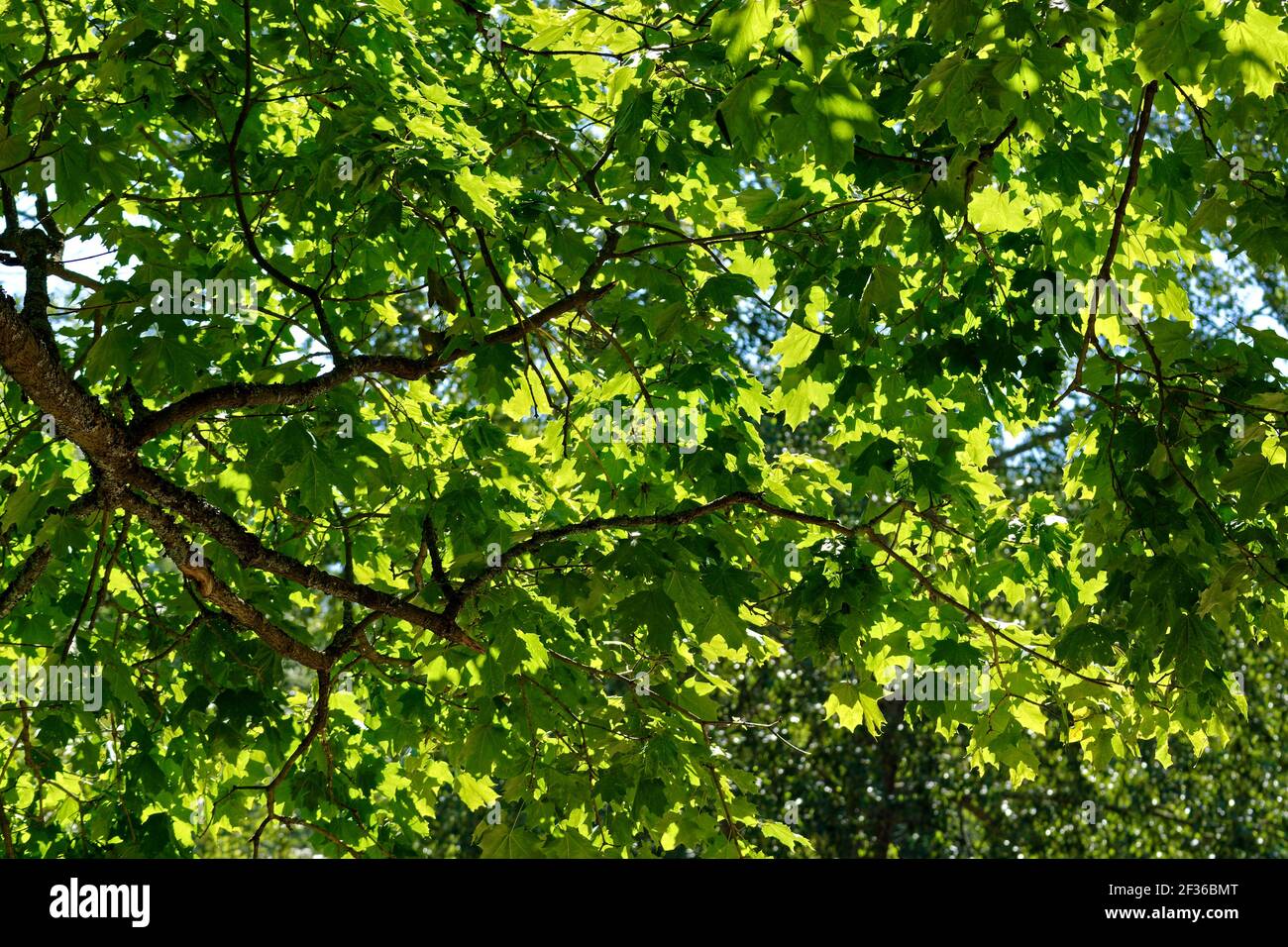 Branches of a tree with bright green leaves and gaps in the blue sky ...