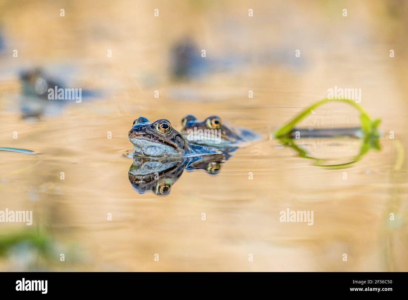 Common Frog (Rana temporaria ).  In a Derbyshire pond at spawning time in the Spring Stock Photo