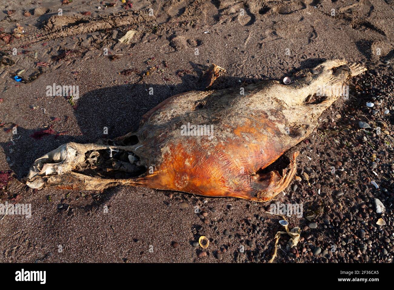 The corpse, still decomposing, with the completely peeled skull of a dead seal or sea lion, near Playa Roja, on the Lagunillas Route, in the Paracas N Stock Photo
