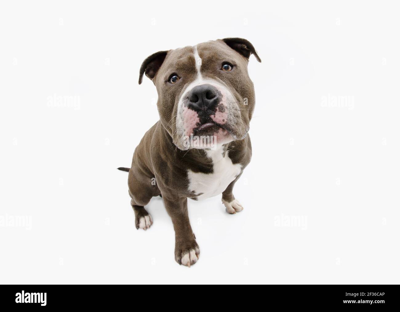 Funny Portrait sad american bully begging food. Isolated on white backgorund. Stock Photo