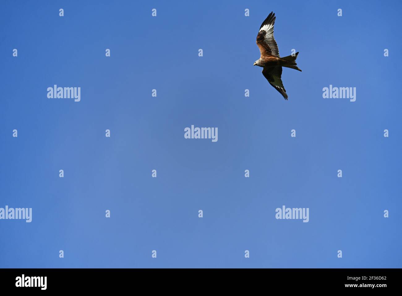 Red Kite flying Stock Photo Alamy