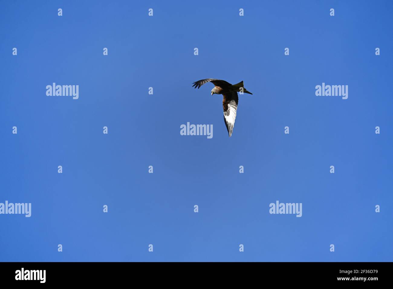 Red Kite flying Stock Photo