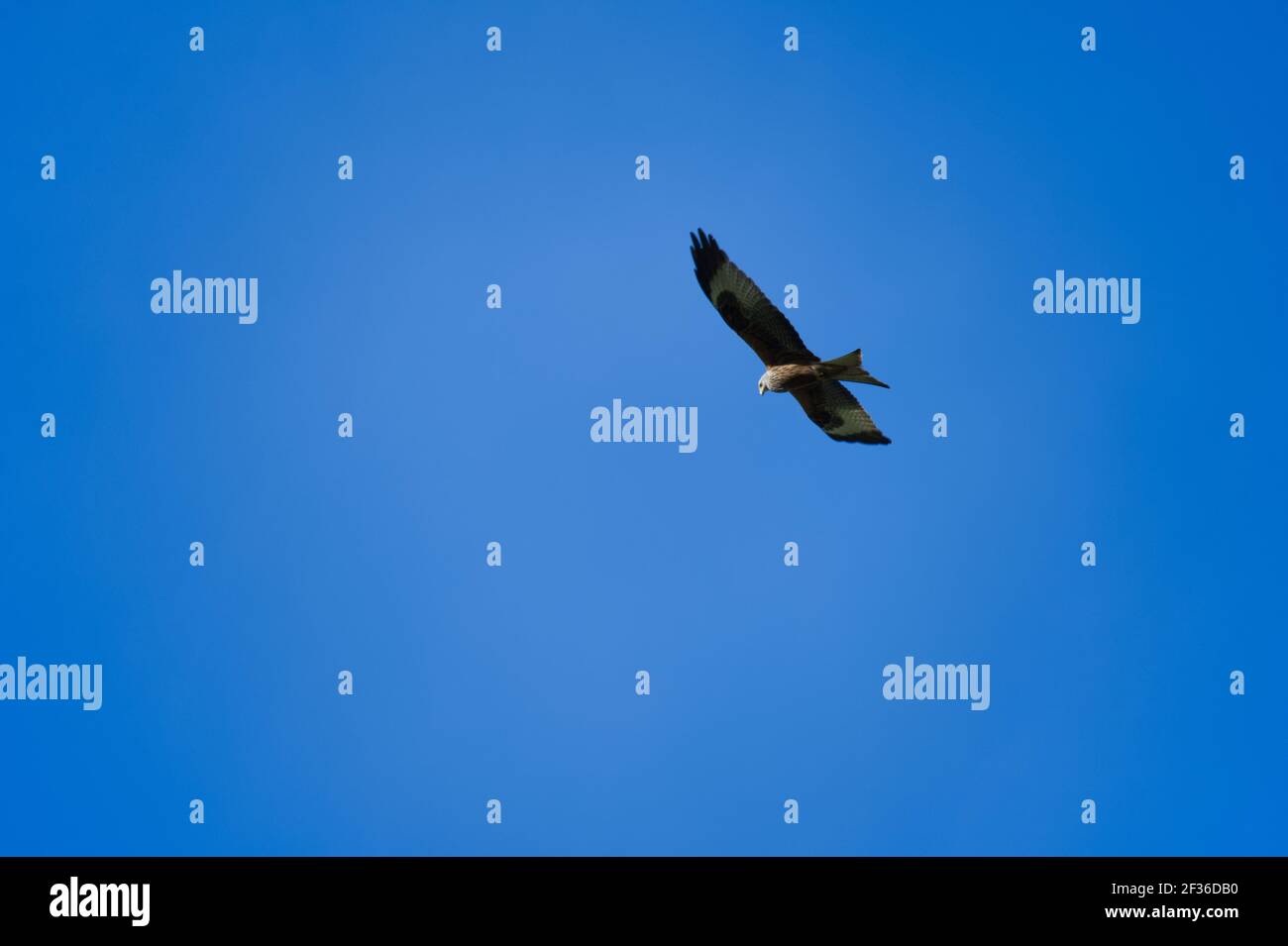 Red Kite flying Stock Photo