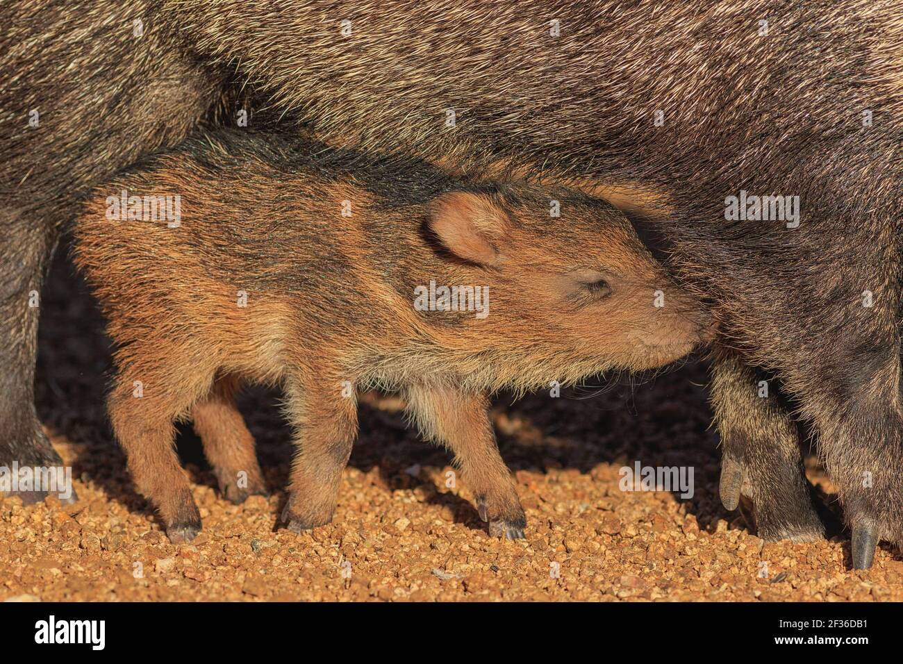 Javelina baby hires stock photography and images Alamy