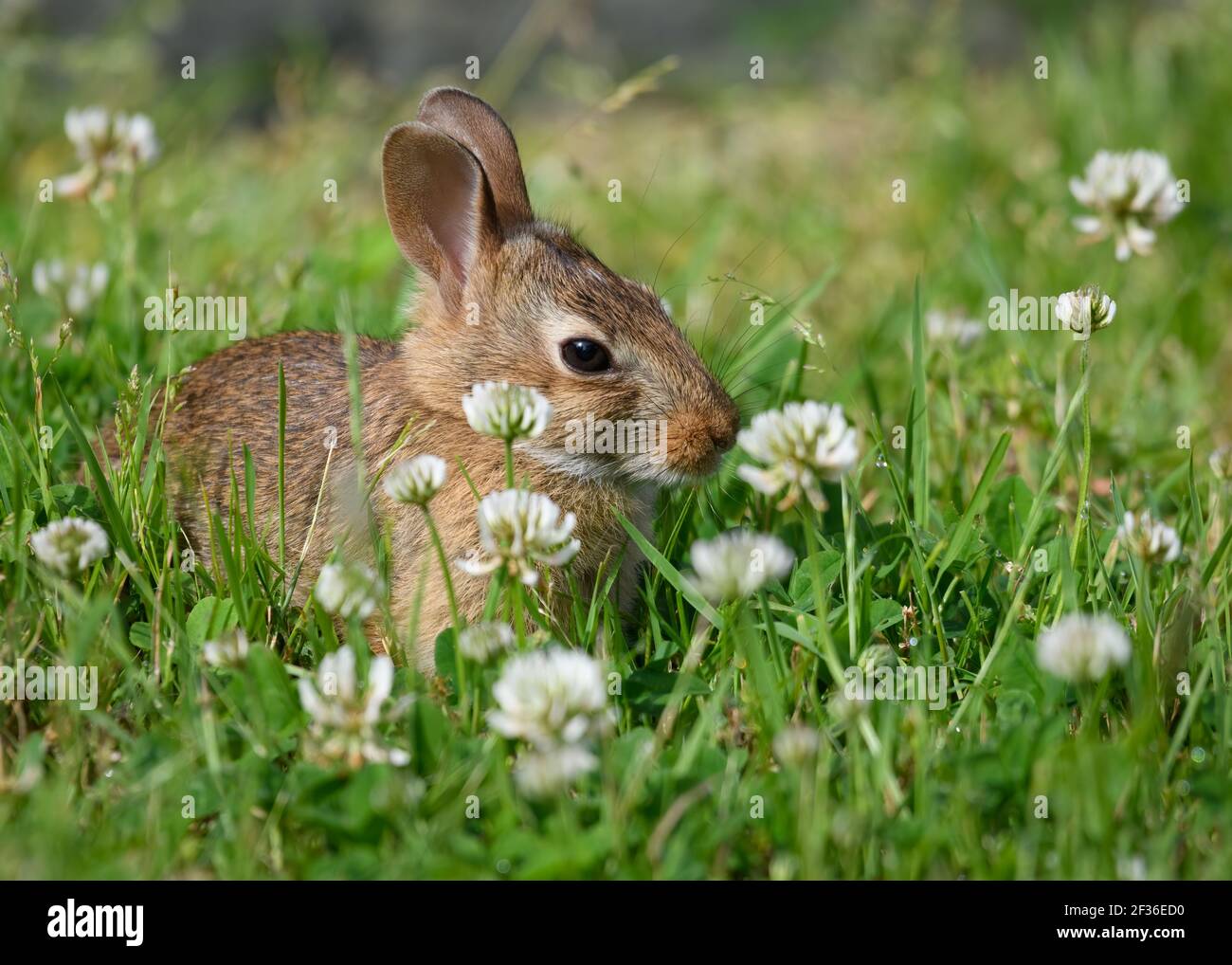 Young rabbit in a patch of clover Stock Photo