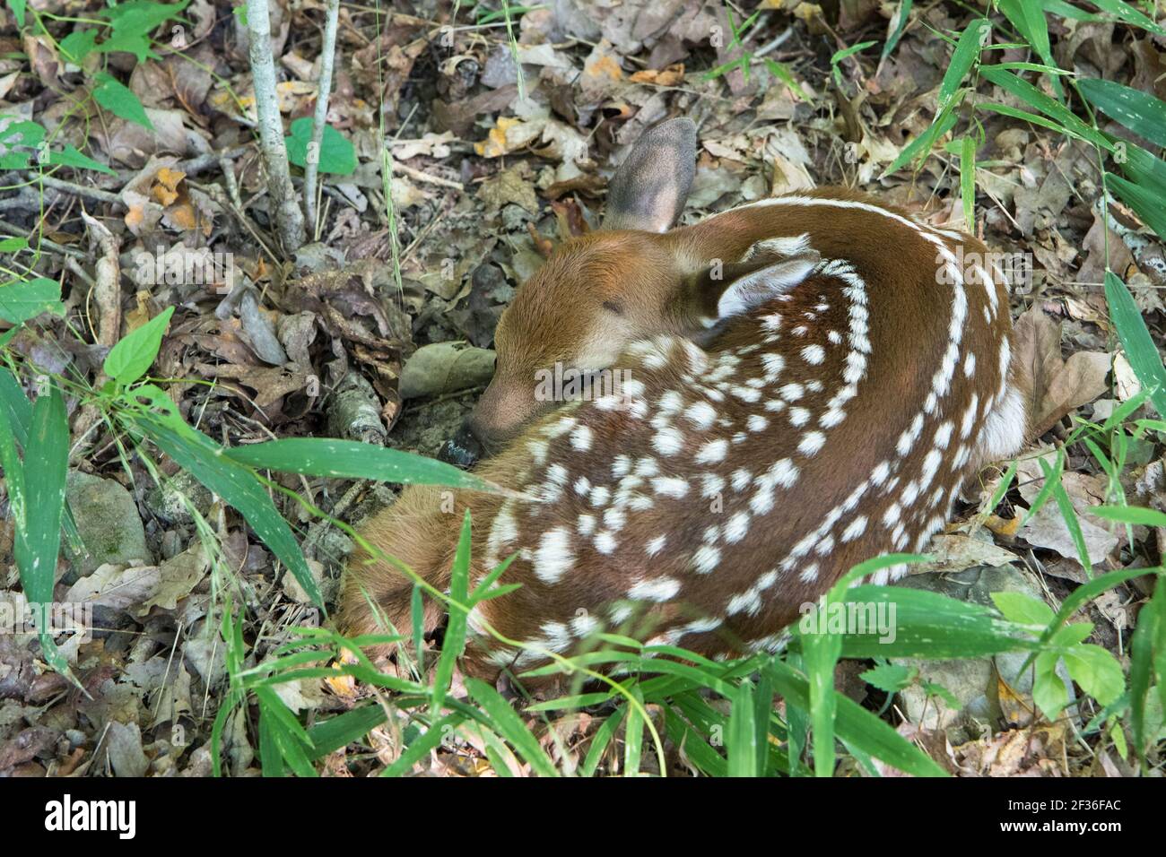 Close-up of a newborn white-tailed deer, Odocoileus virginianus, fawn. Stock Photo