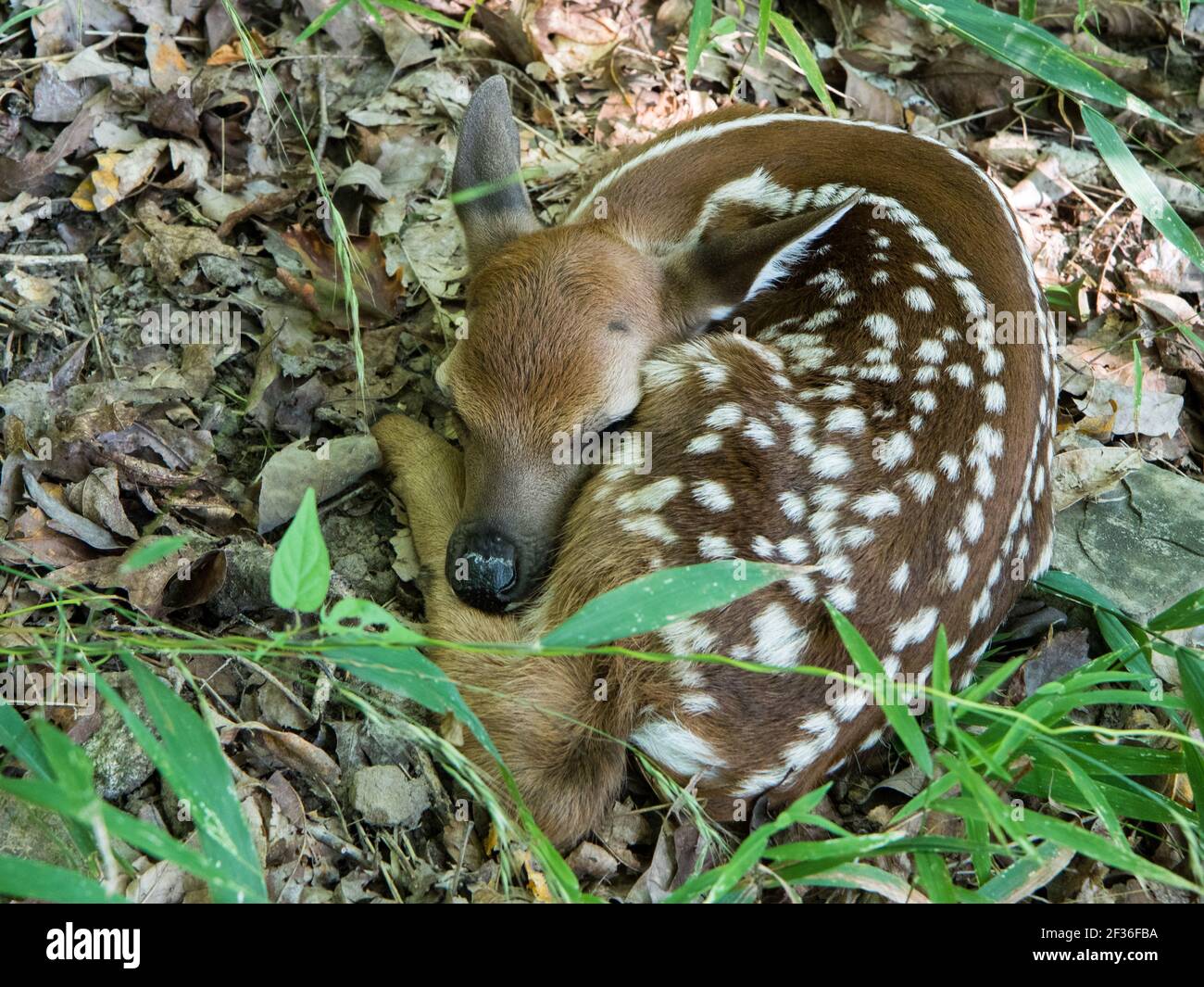 Close-up of a newborn white-tailed deer, Odocoileus virginianus, fawn. Stock Photo
