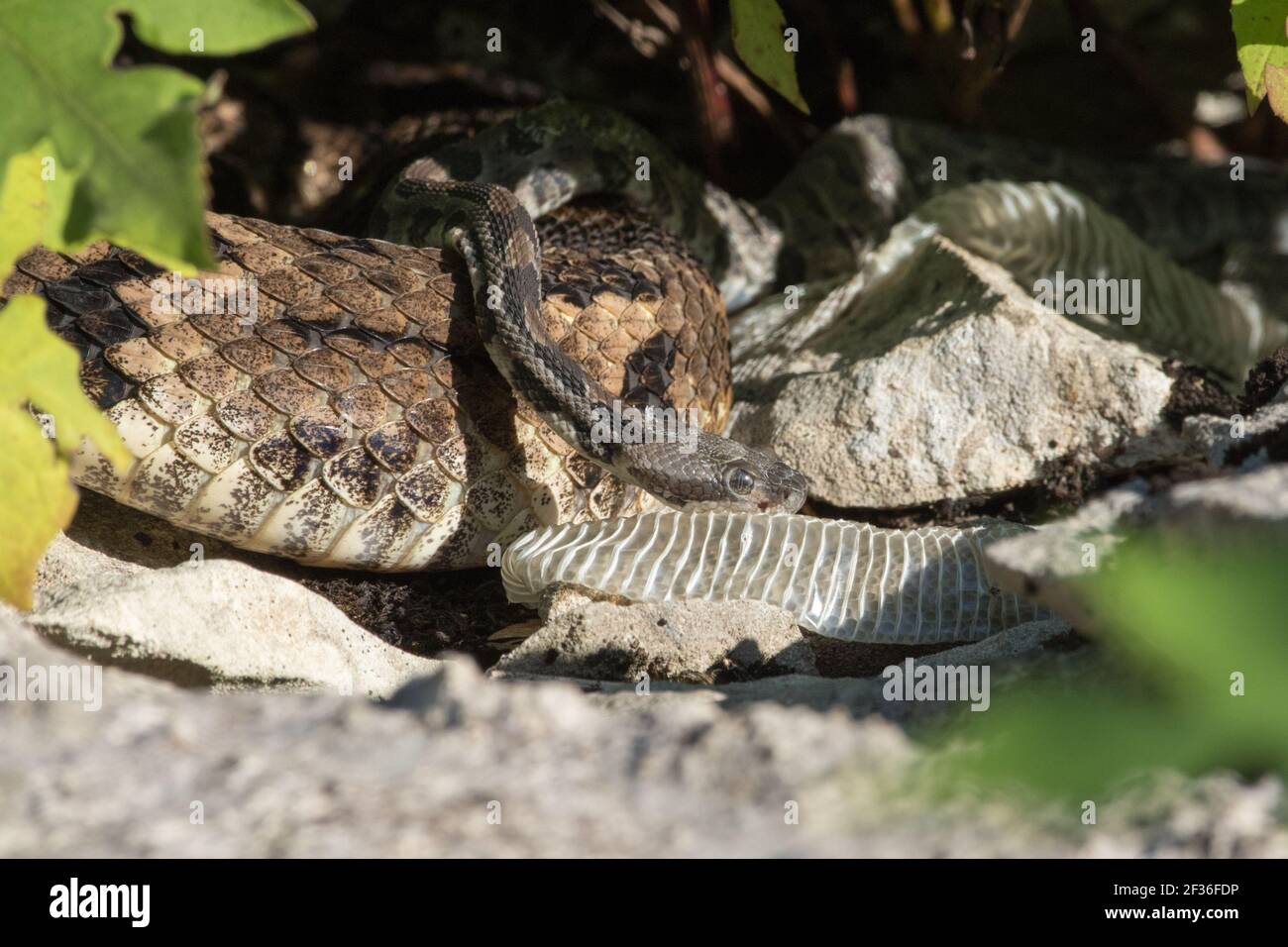 Close-up of newborn timber rattlesnake, Crotalus horridus, with the mother in the background. Stock Photo