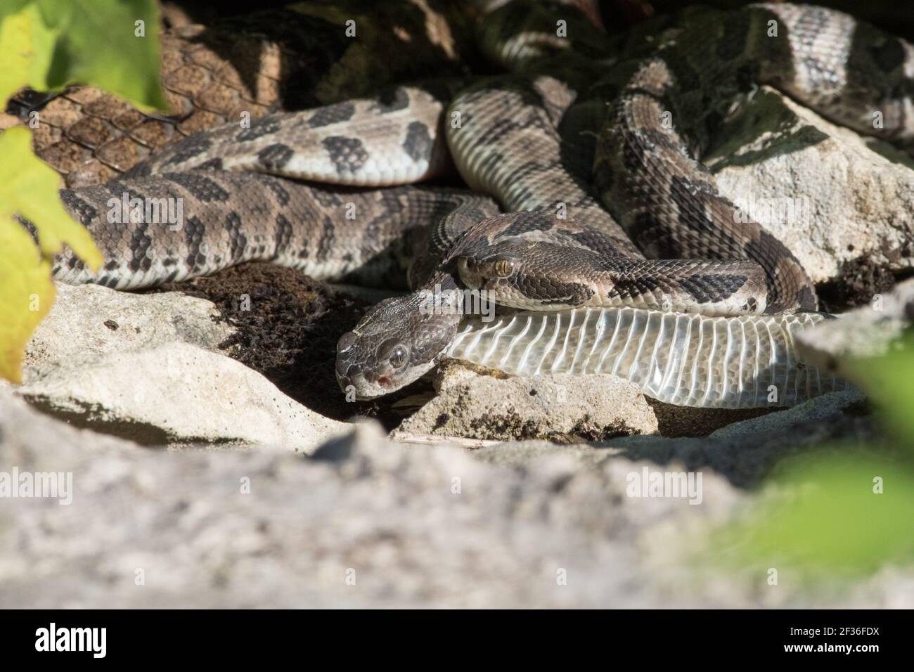 Close-up of newborn timber rattlesnakes, Crotalus horridus, with the mother in the background. Stock Photo
