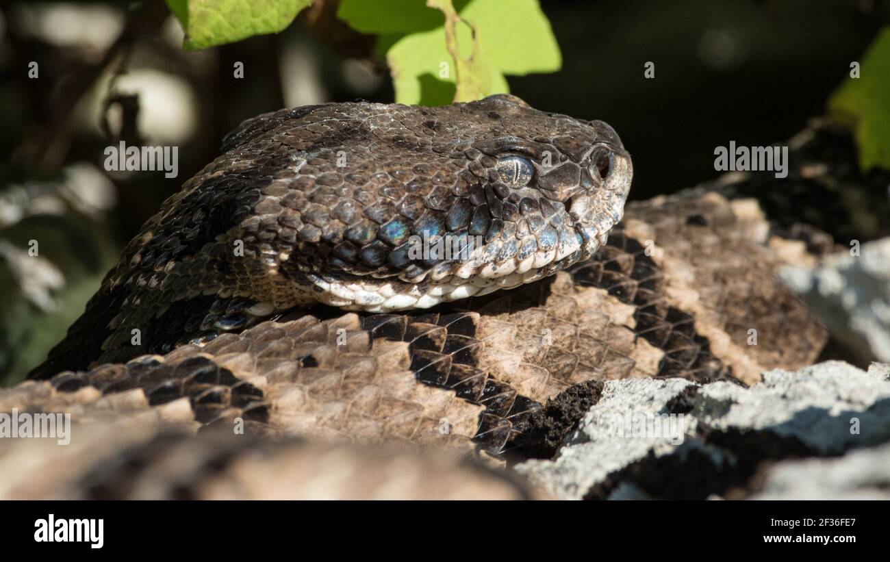 Close-up of a timber rattlesnake, Crotalus horridus. Stock Photo