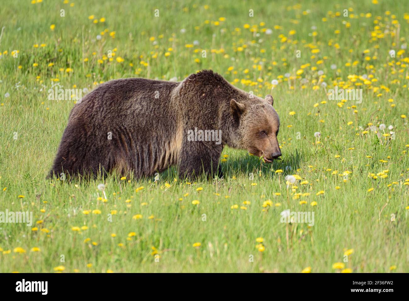 Full length grizzly bear eating in a meadow with identifying hum