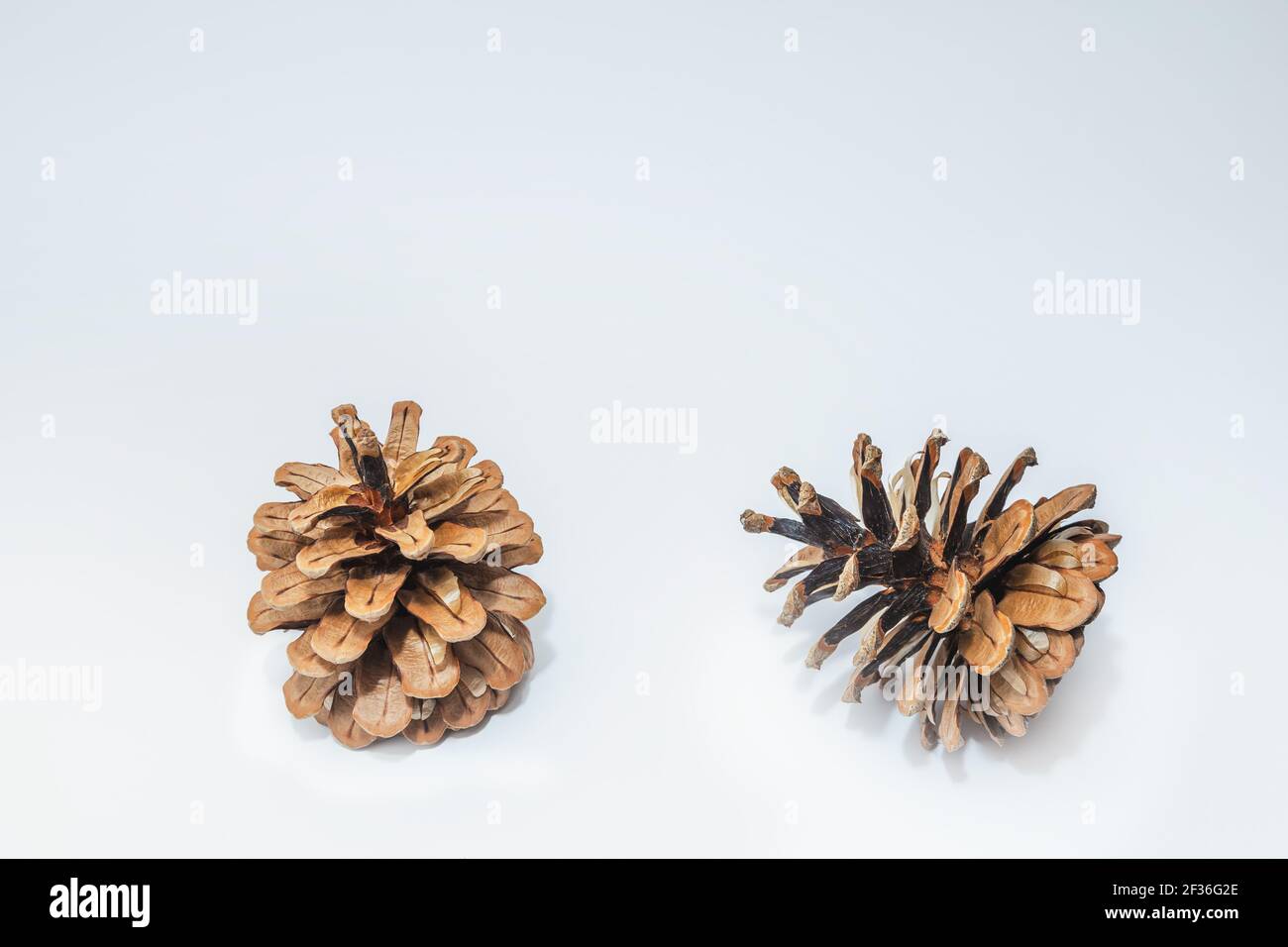 Two cones various coniferous trees isolated on white Stock Photo