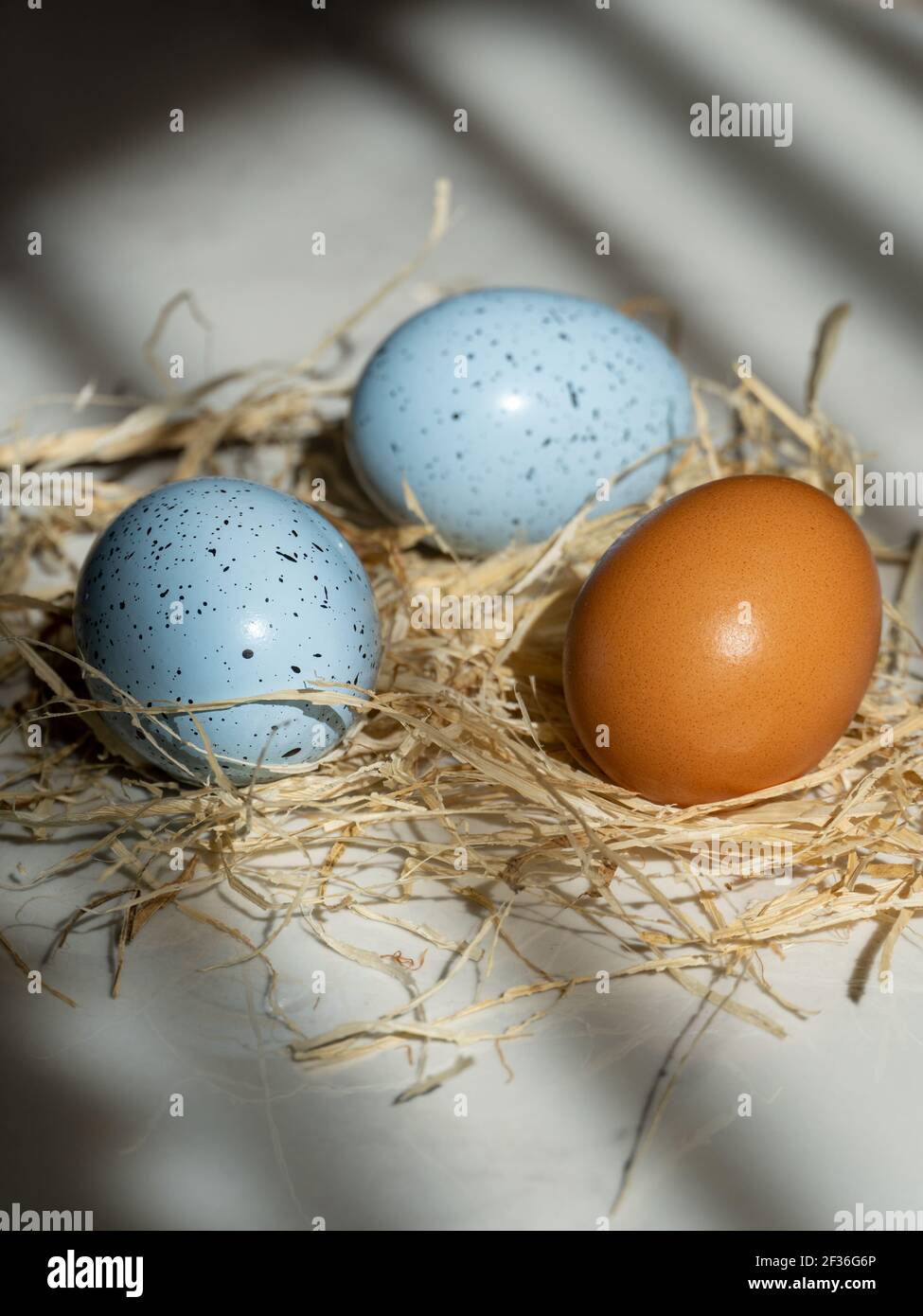 Two Easter blue egg with one Easter usually egg in the hay, beautiful background with shadows Stock Photo