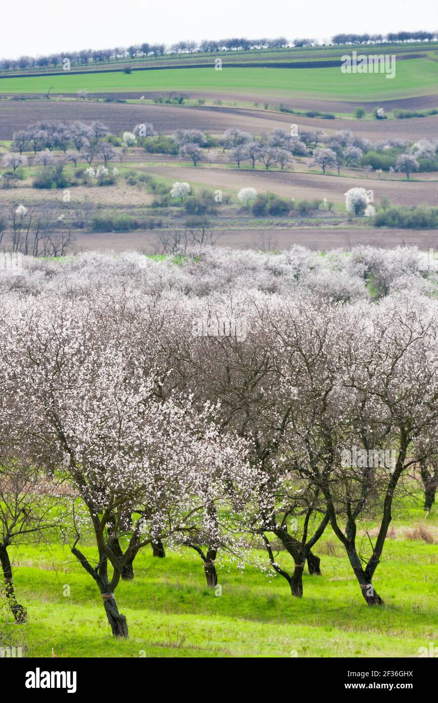 Landscape with blossoming orchard in Spring, Velke Pavlovice, Czech Republic Stock Photo