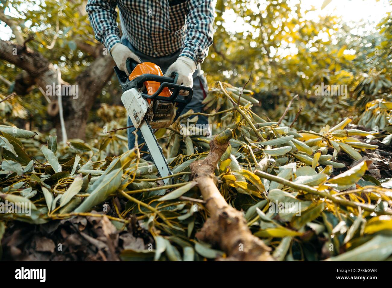 organic avocado plantations 