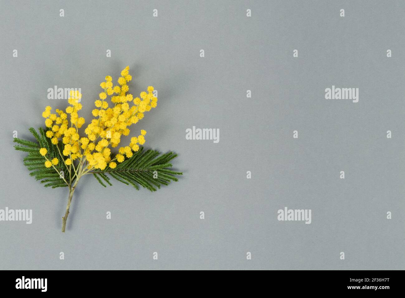 Mimosa flowers on gray background. Top view. Copy space. Stock Photo