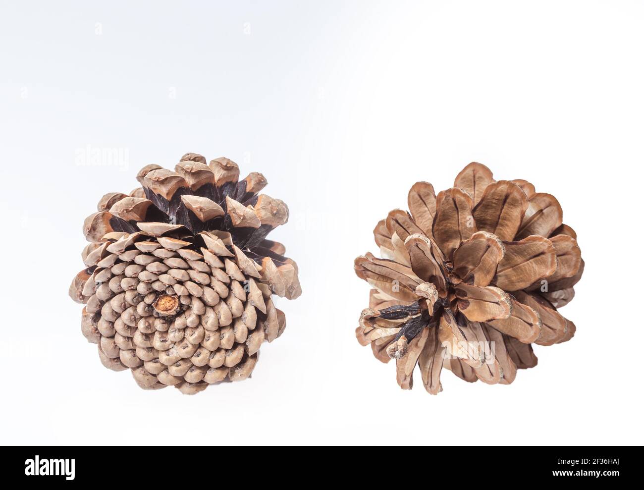 Two cones various coniferous trees isolated on white Stock Photo