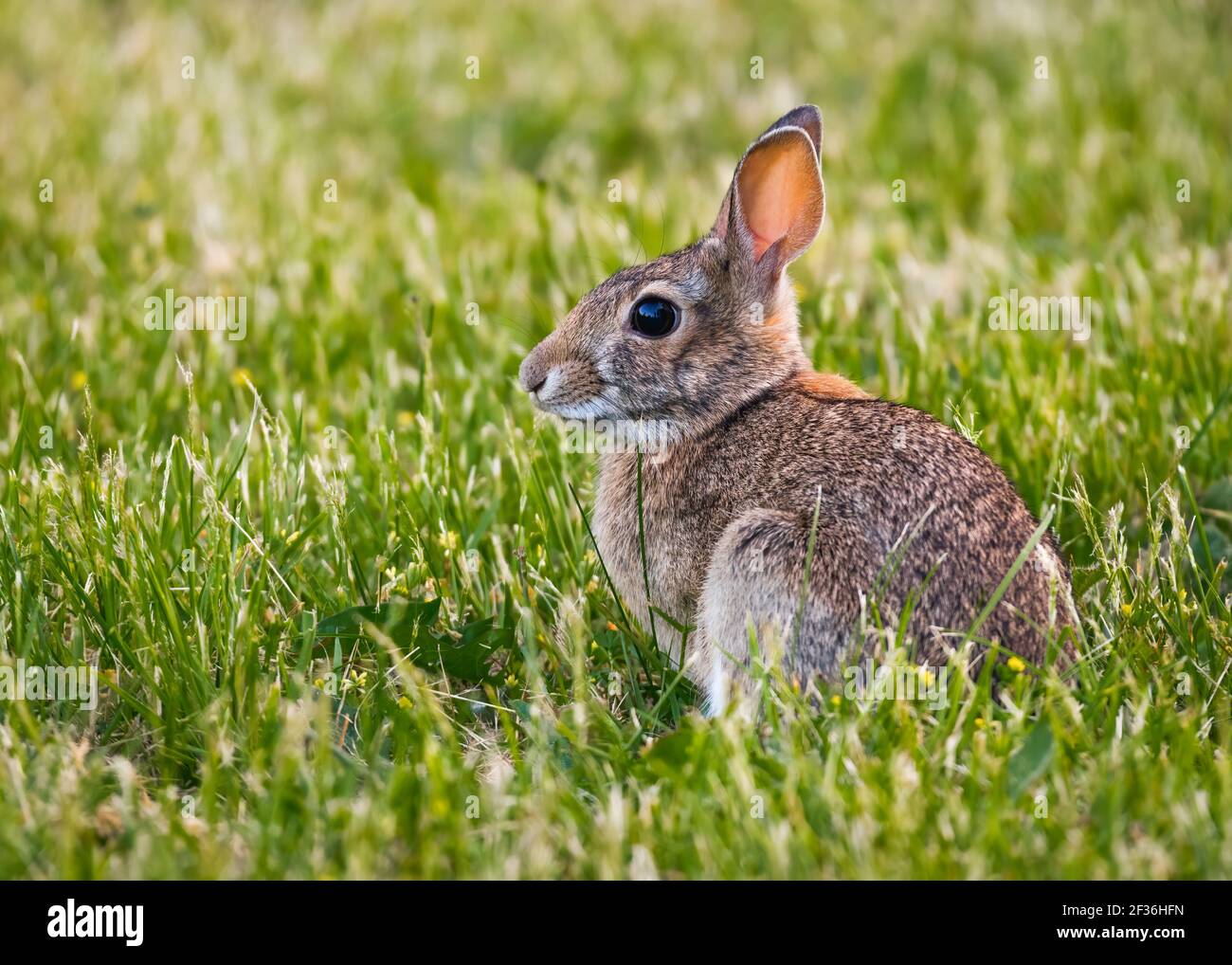 Wild rabbit sitting in lawn grass with ears raised in the backlit sun