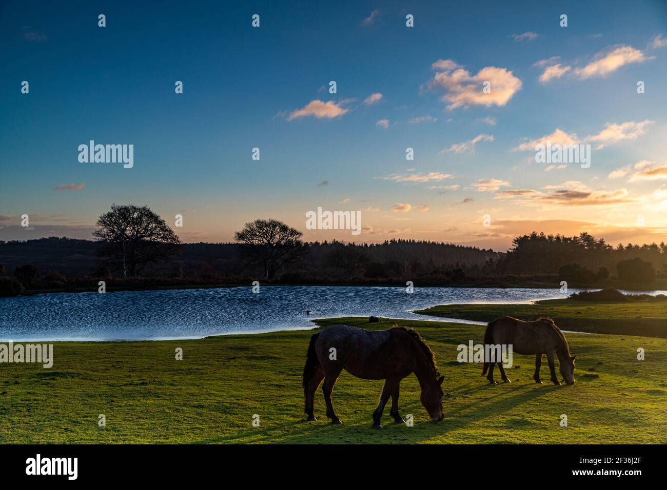 Ponies grazing at Mogshade Pond in the New Forest, Hampshire Stock ...