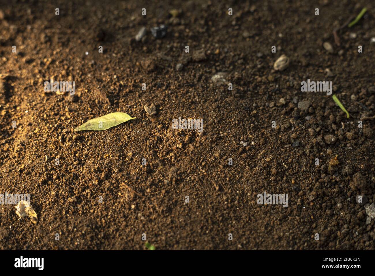An aerial shot of a ground covered in sand, leaves, and rocks Stock ...