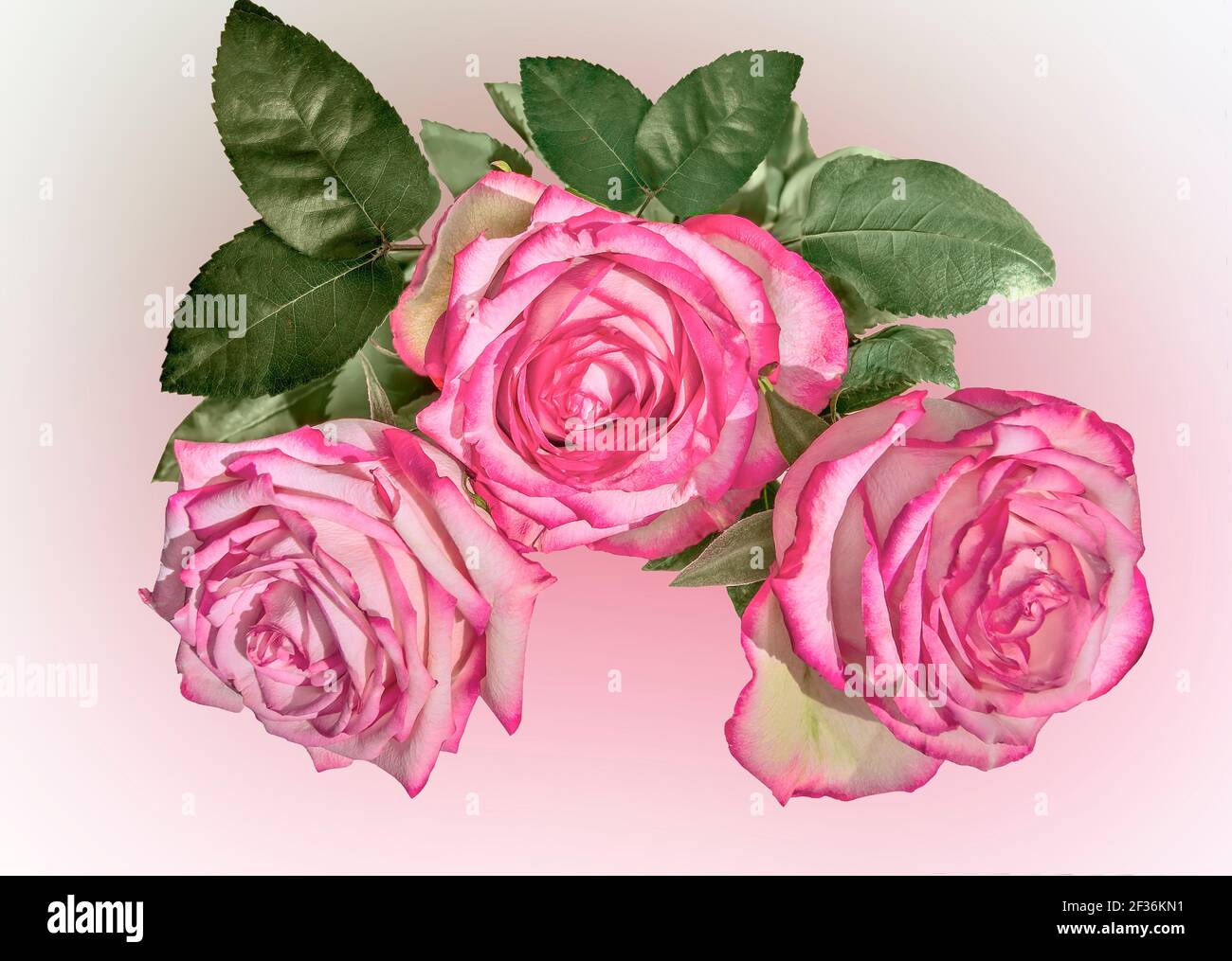 Three pale pink rose flowers with leaves on blurred pastel background. Festive floral design. Bouquet of delicate pale pink roses with vivid pink edge Stock Photo