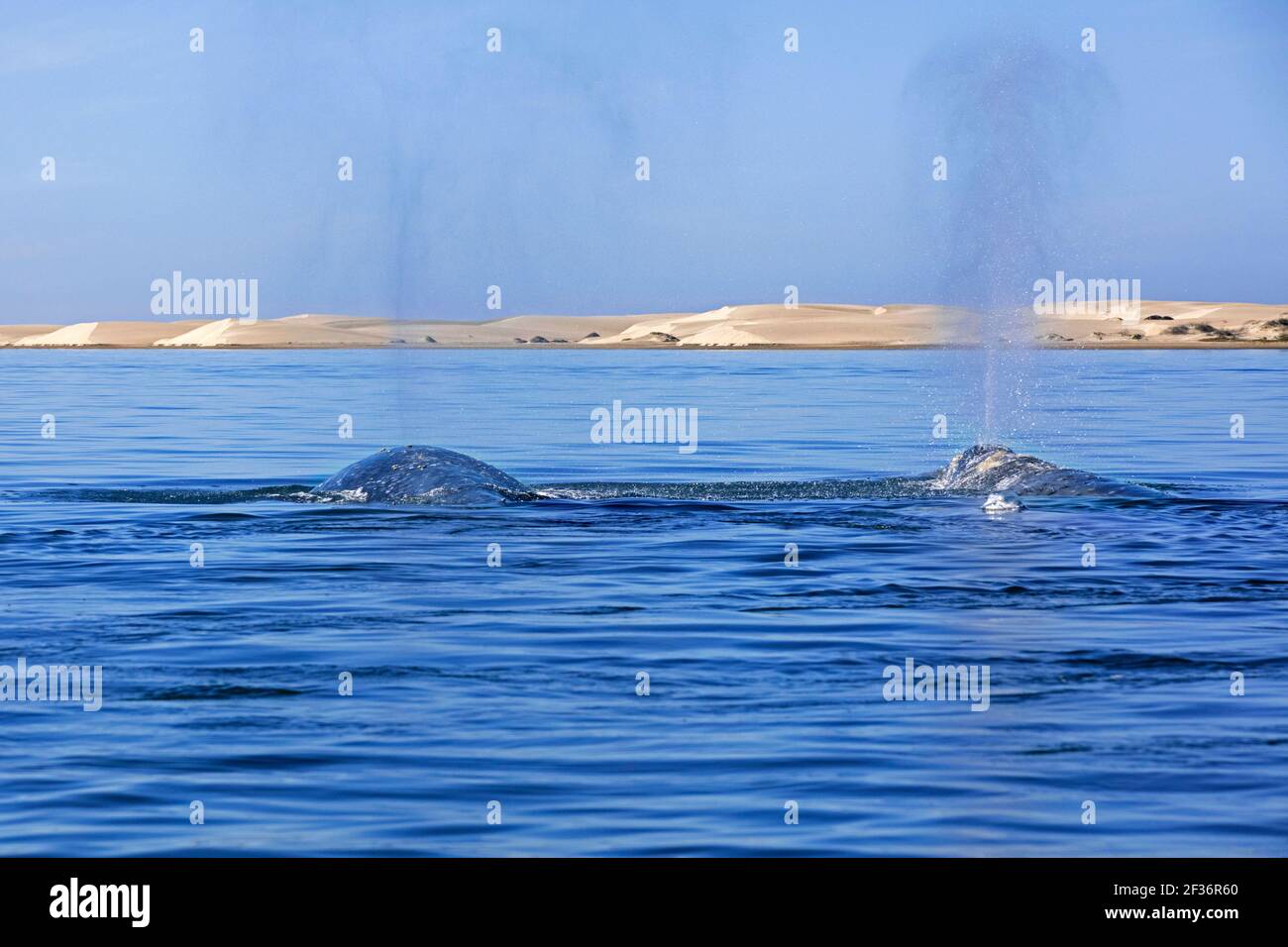 Two Pacific gray whales / California grey whale (Eschrichtius robustus) surfacing in front of  Puerto Adolfo López Mateos, Baja California Sur, Mexico Stock Photo