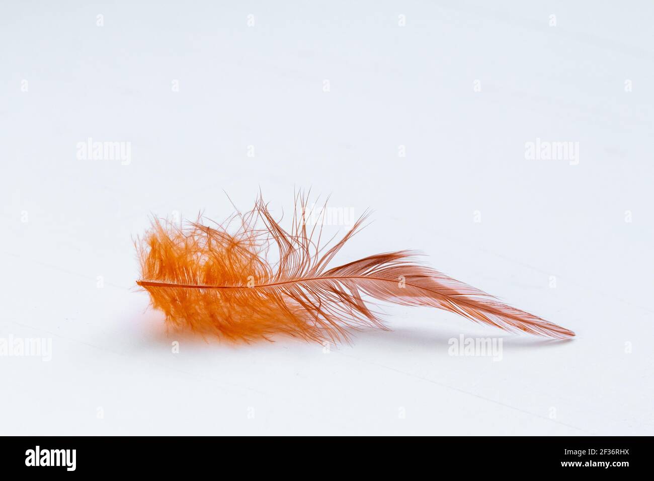 orange feather on white background, empty space for text Stock Photo