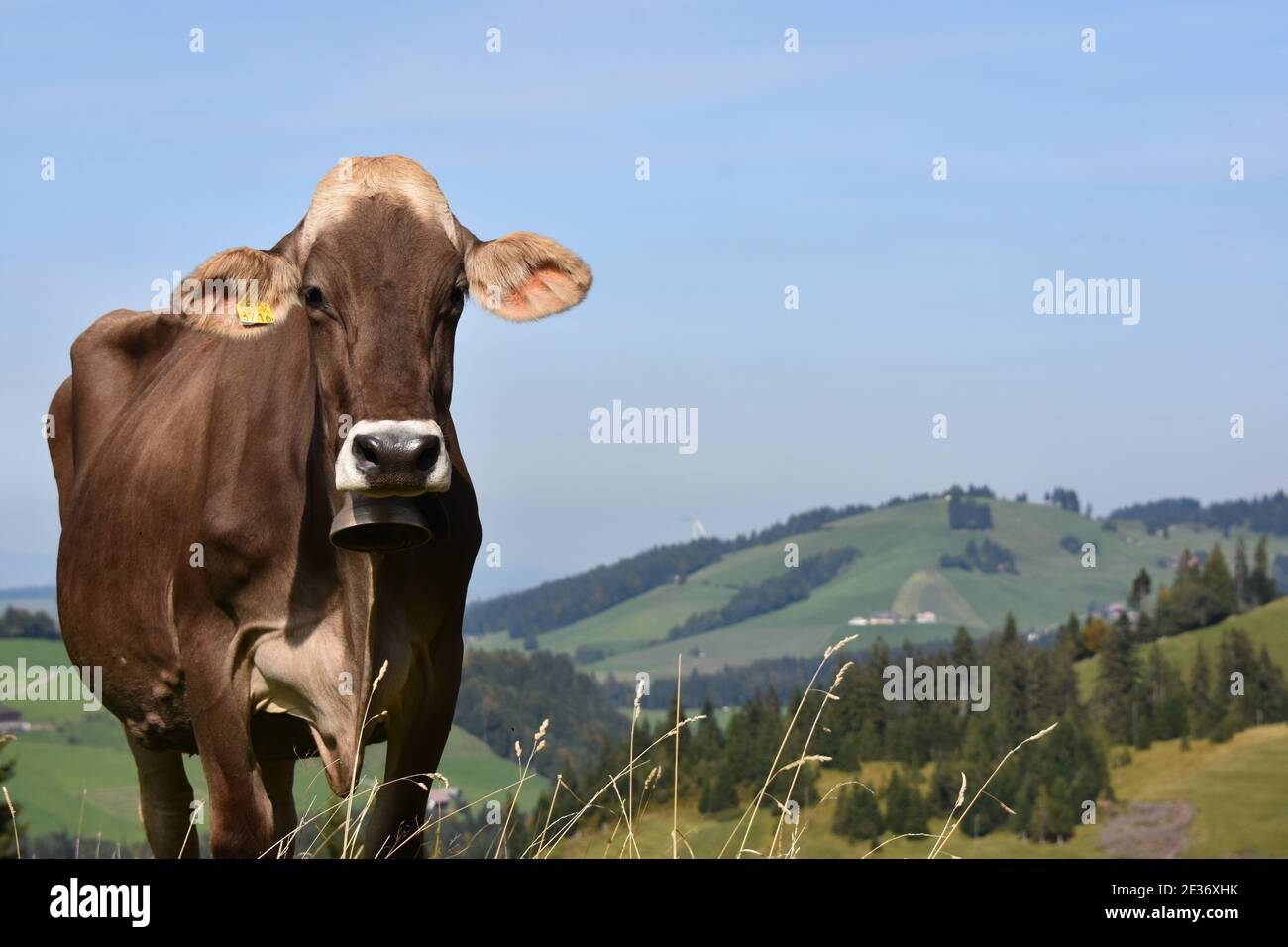 Brown Swiss cow on Alpine pastures Stock Photo