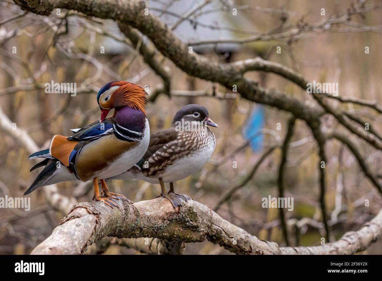 Beautiful mandarin duck standing on a tree in a little pond called Jacobiweiher not far away from Frankfurt, Germany at a cold day in winter. Stock Photo