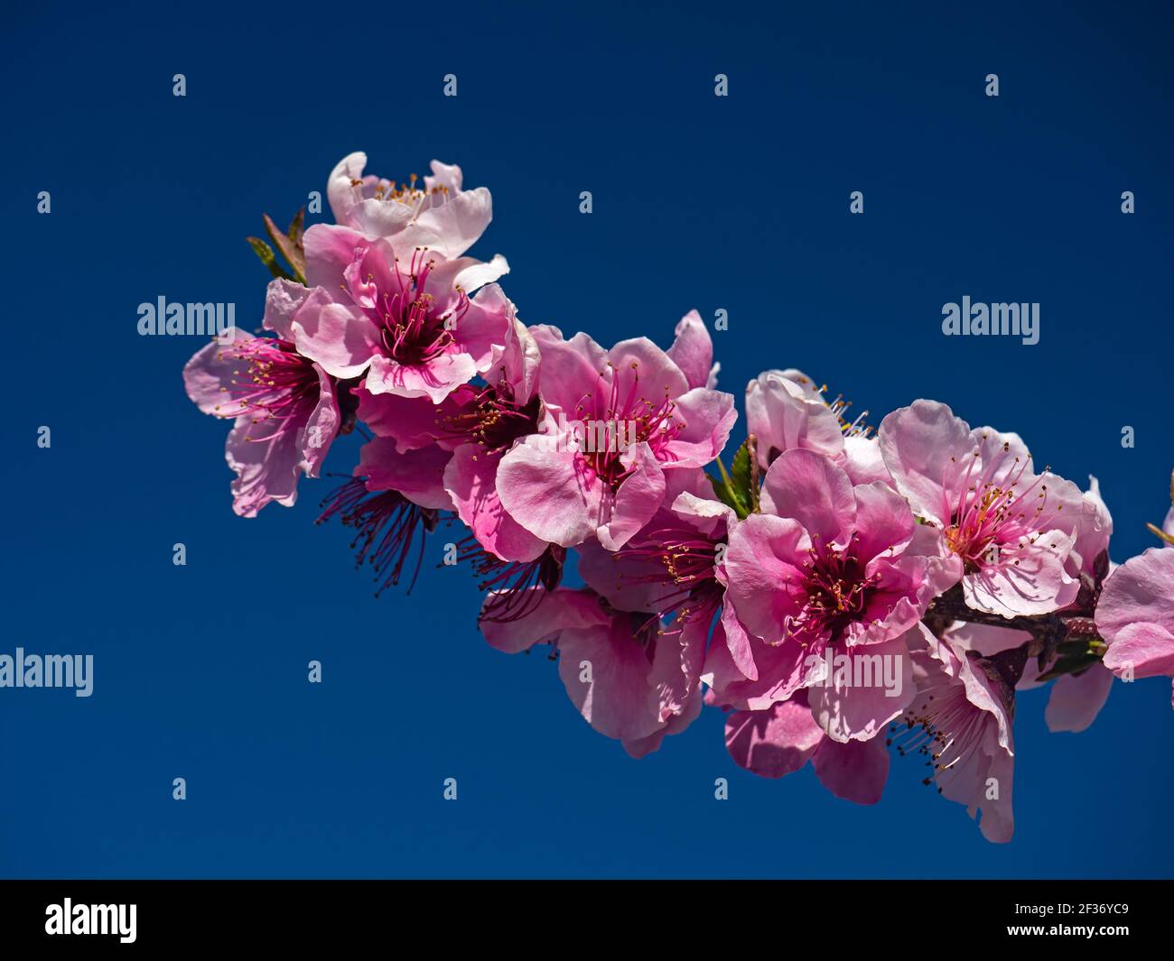 Cherry Blossoms in Linden, California Stock Photo