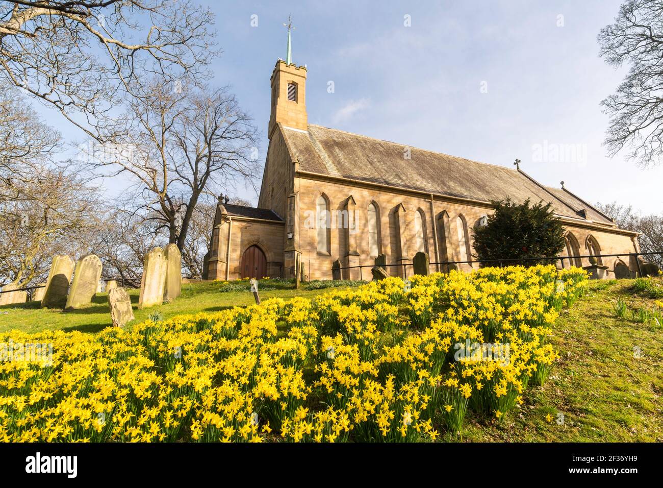 A swathe of daffodils in the churchyard of Holy Trinity church, Washington Village, north east England, UK Stock Photo