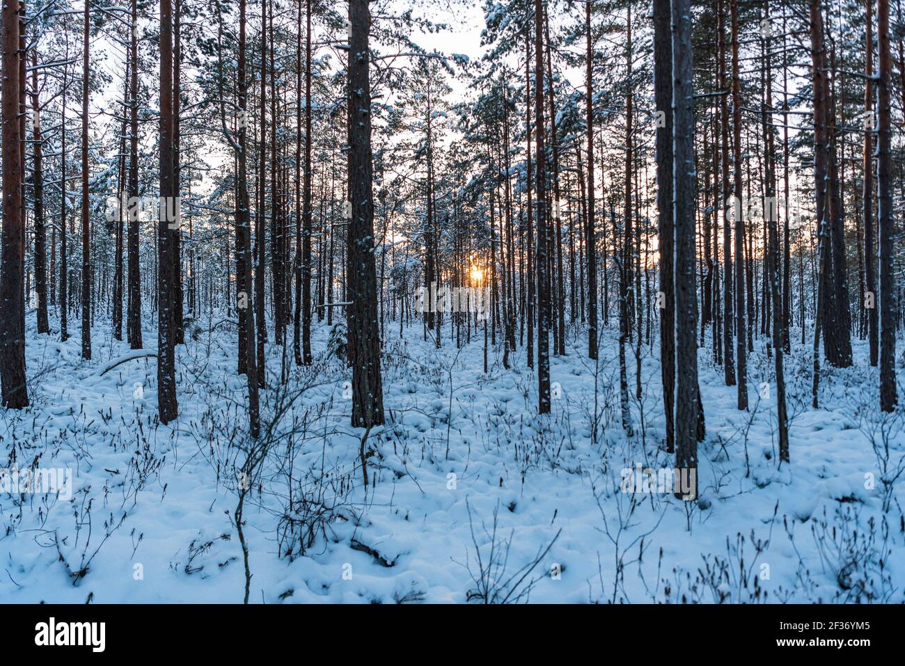 snowcovered tree branches with white snow and the sun, which turns white snow in yellow warm