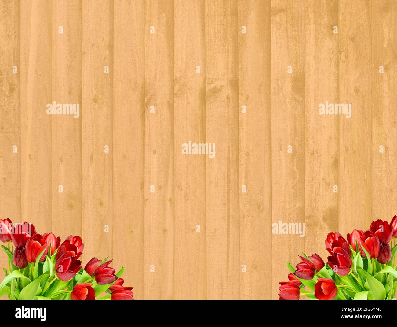 Bunches of red tulips on a backdrop of golden wooden planks, use as a cheerful or romantic background Stock Photo