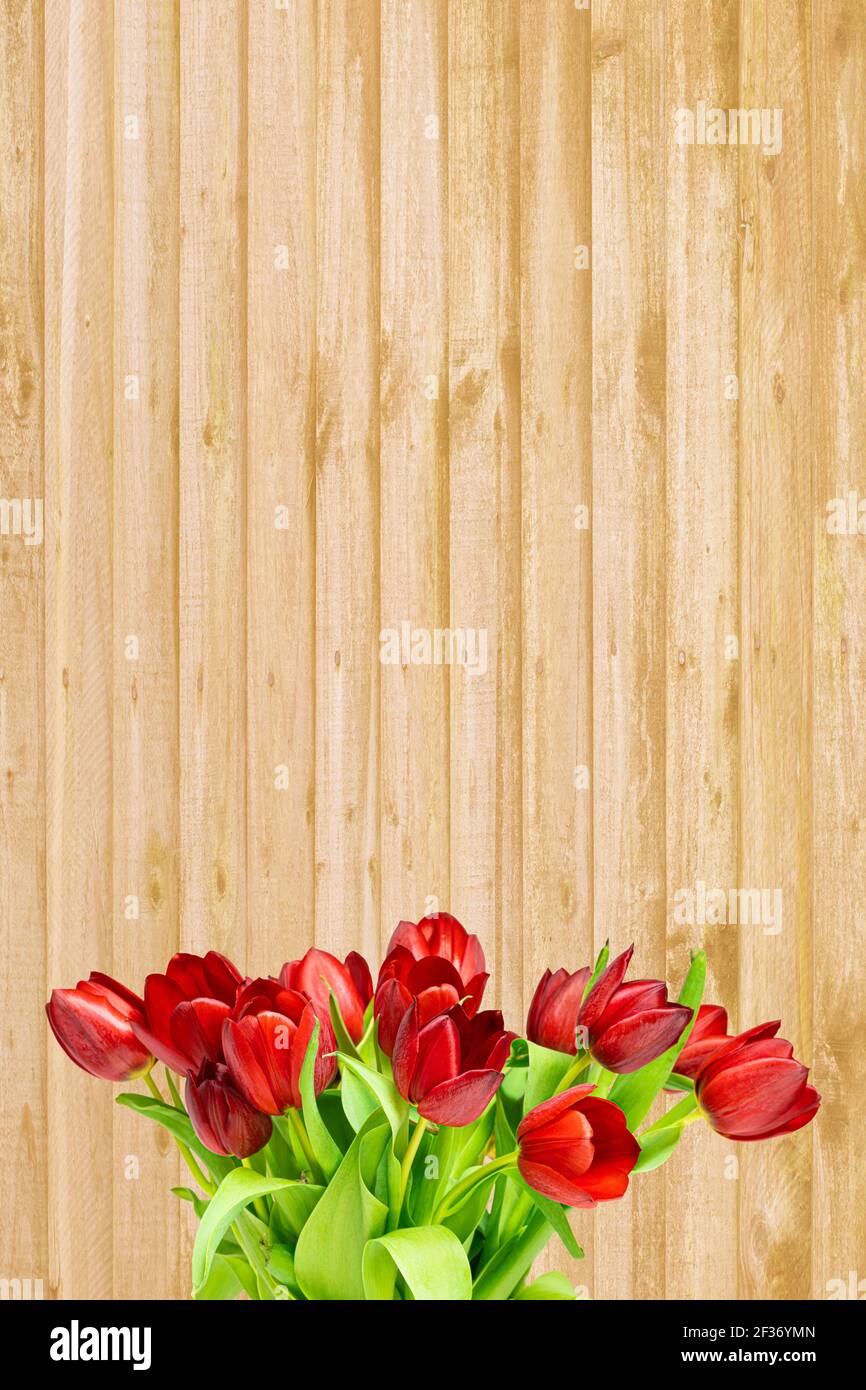 Bunch of red tulips on a backdrop of golden wooden planks, use as a cheerful or romantic background Stock Photo