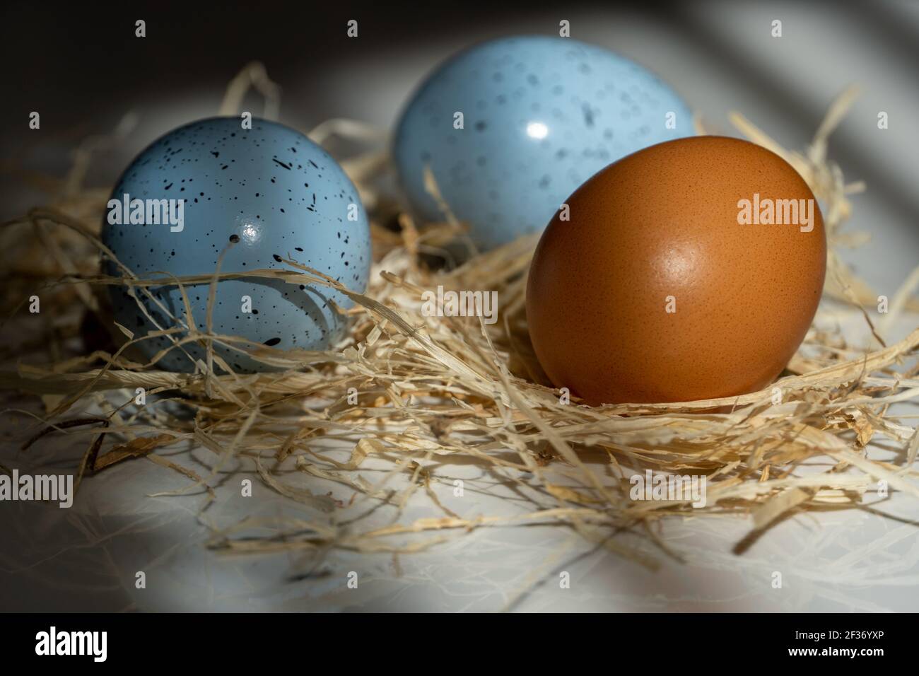 Two Easter blue egg with one Easter usually egg in the hay, beautiful background with shadows Stock Photo