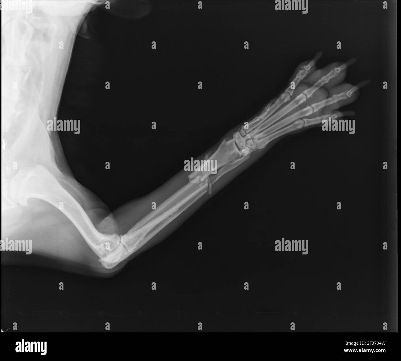 Dog X Ray Showing Radius and Ulna Fracture. Cranial View Stock Photo