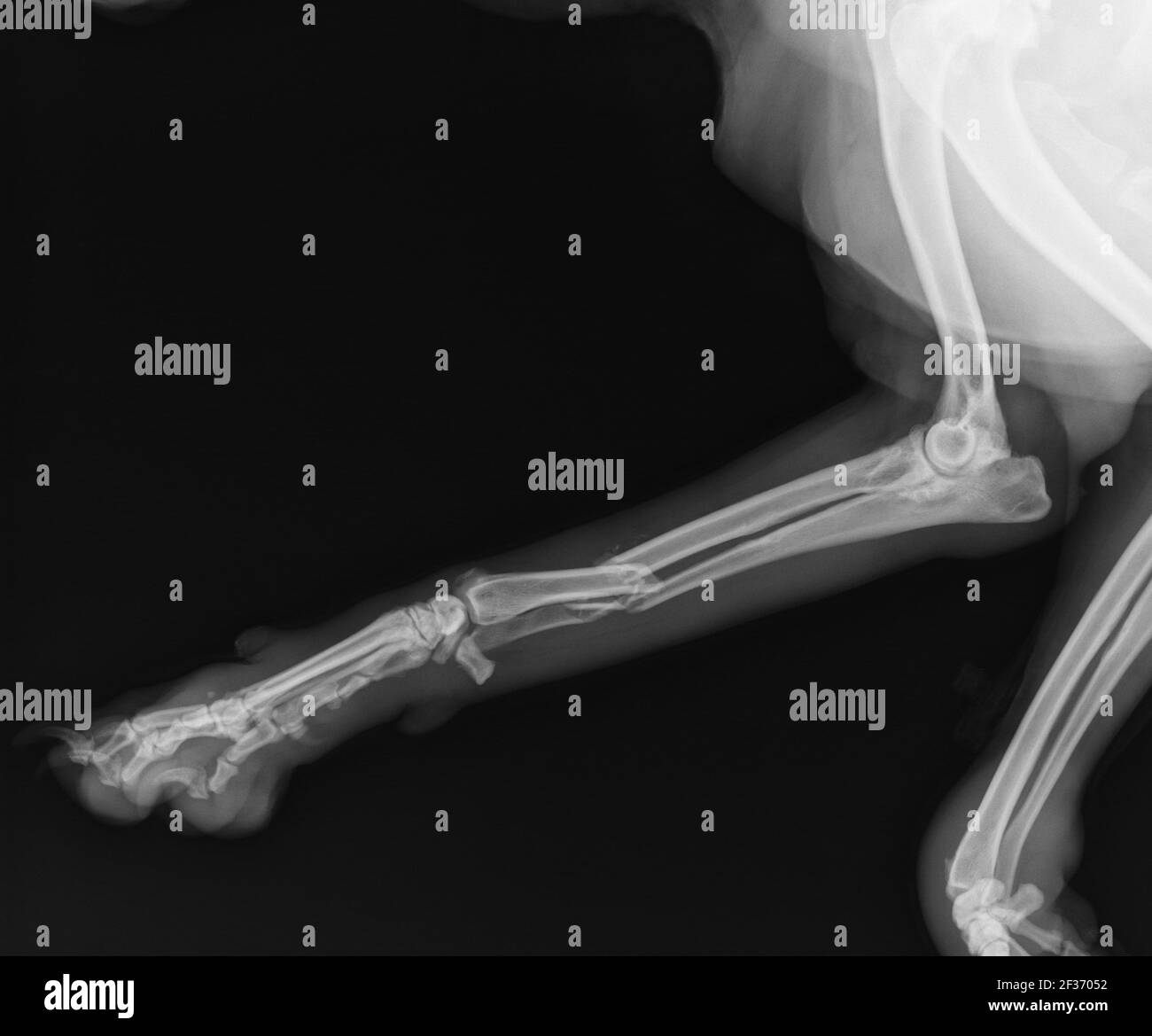 Dog X Ray Showing Radius and Ulna Fracture. Lateral View Stock Photo