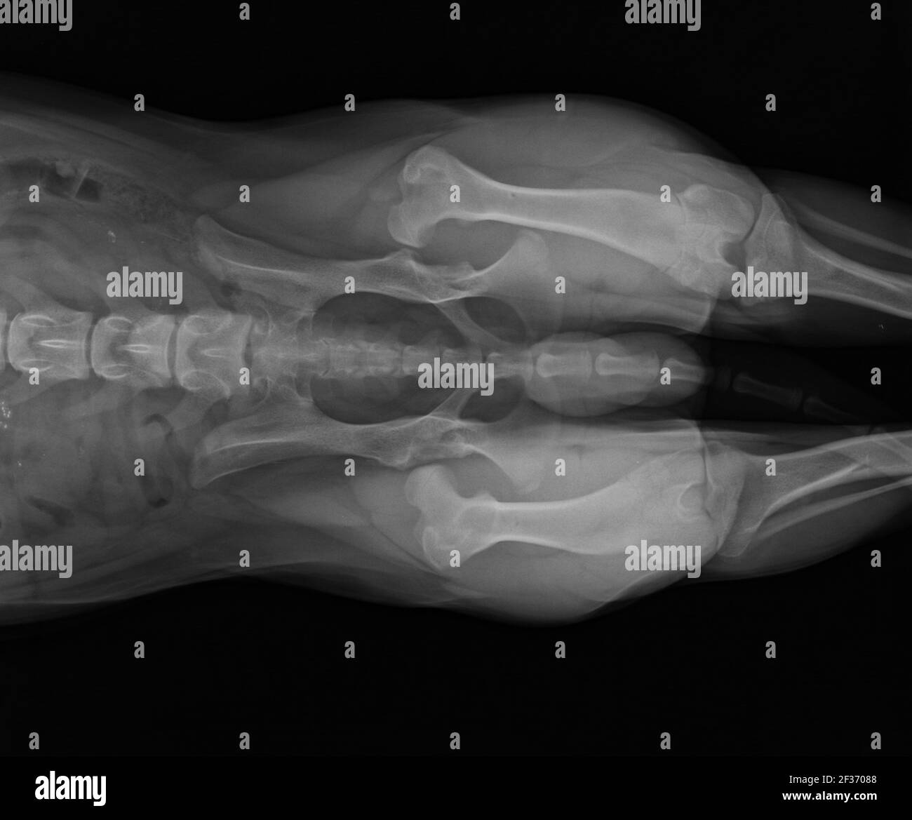 X Rays Of Dogs With Hip Dysplasia Hip X Rays › Triple Dog Film