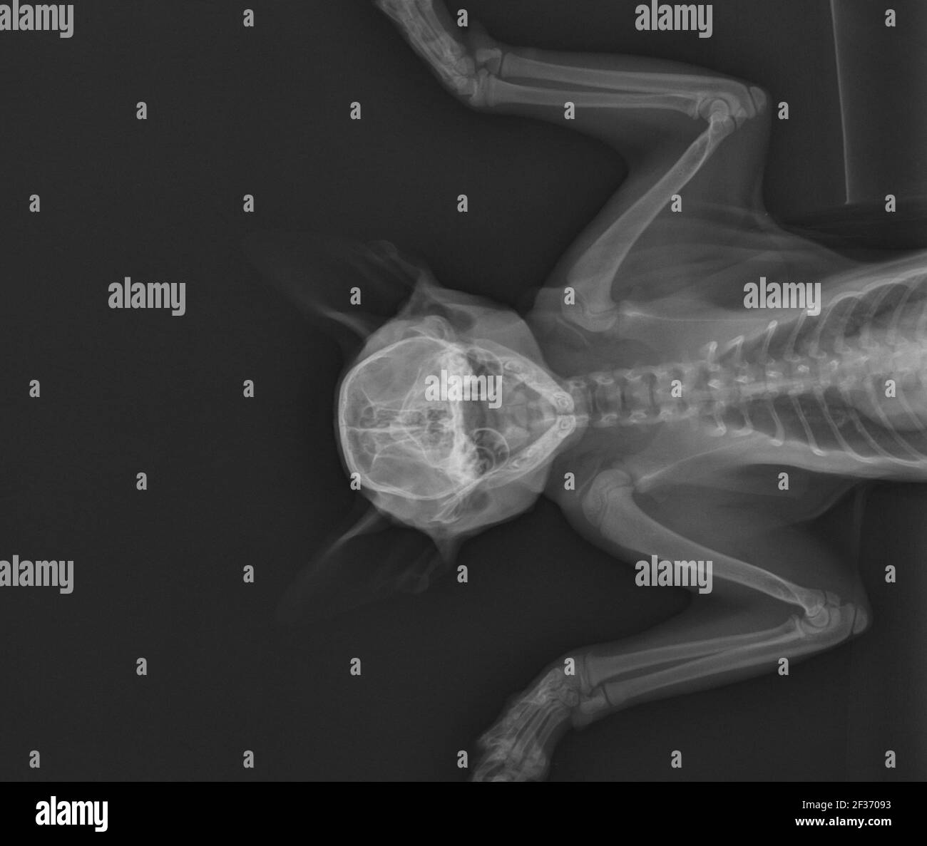Cat X Ray Showing Tympanic Bulla. Cranial View Stock Photo