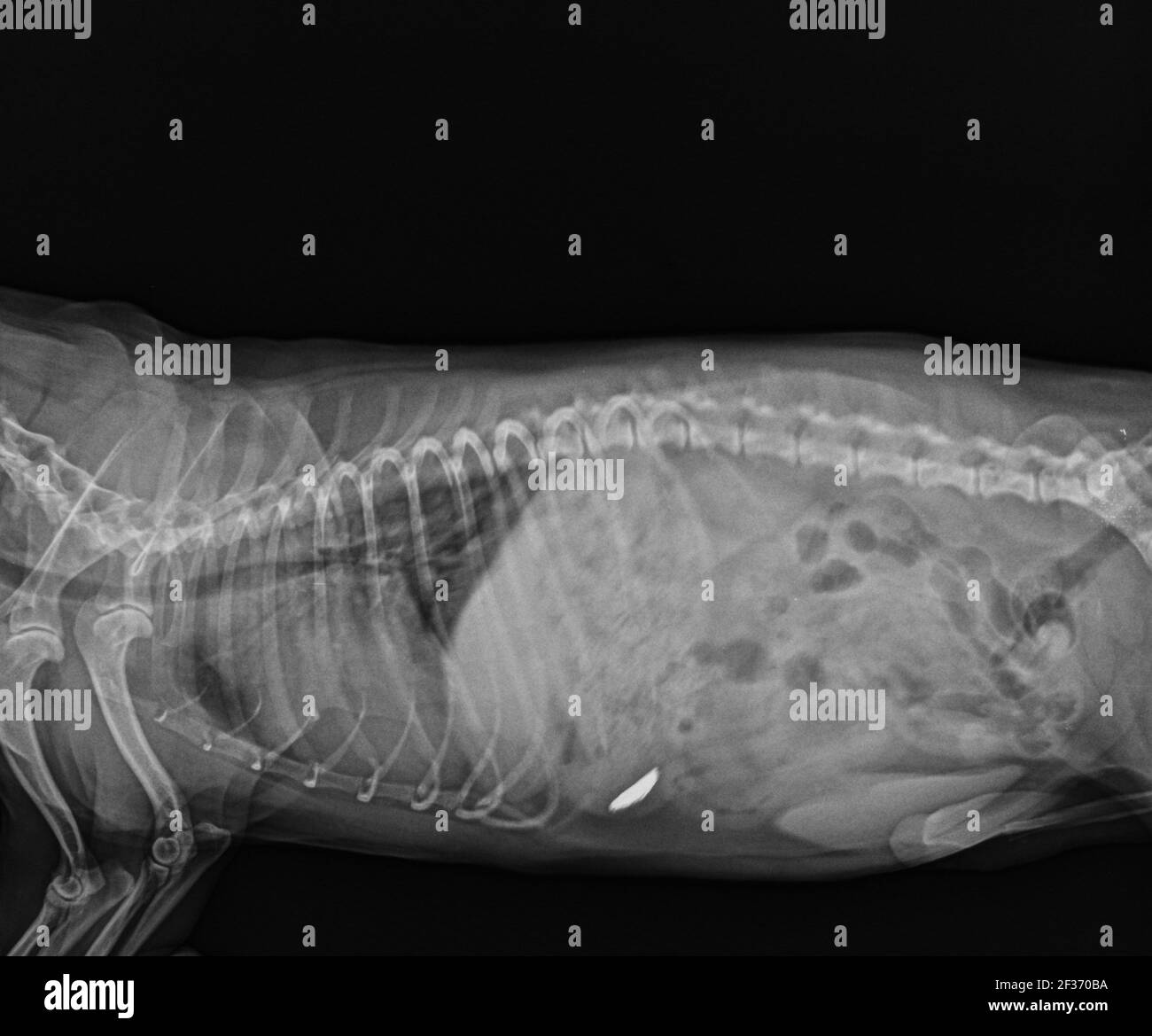Dog Abdominal X Ray Showing Foreign Body in Stomach. Dog Abdominal