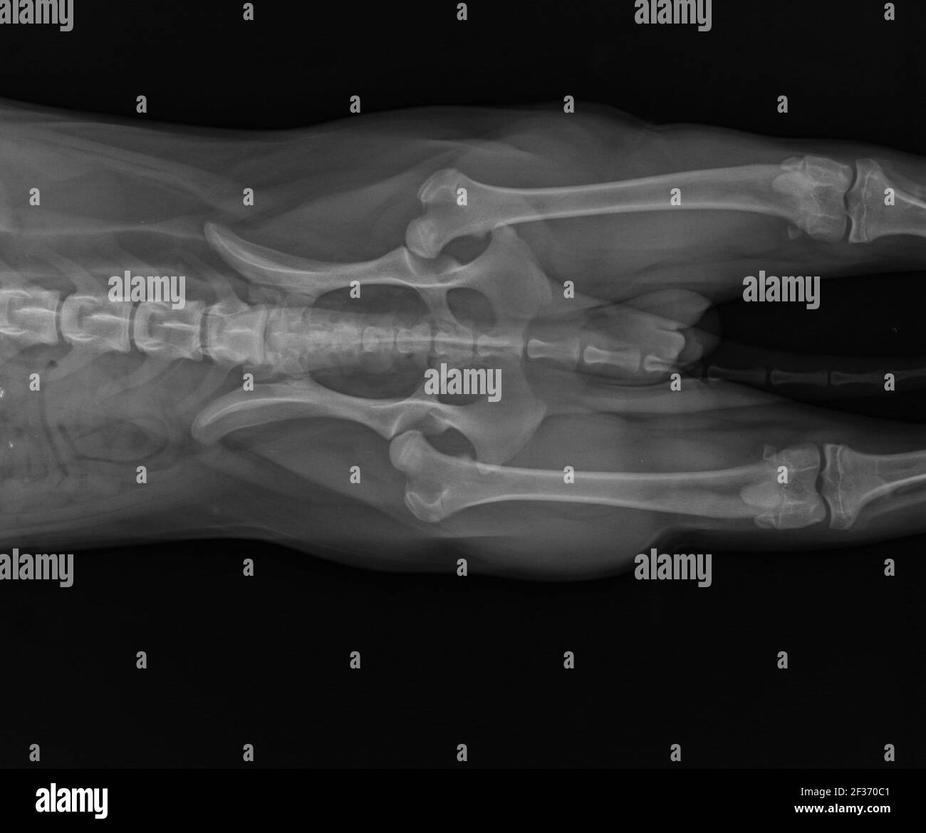 Hip Dysplasia High Resolution Stock Photography and Images Alamy