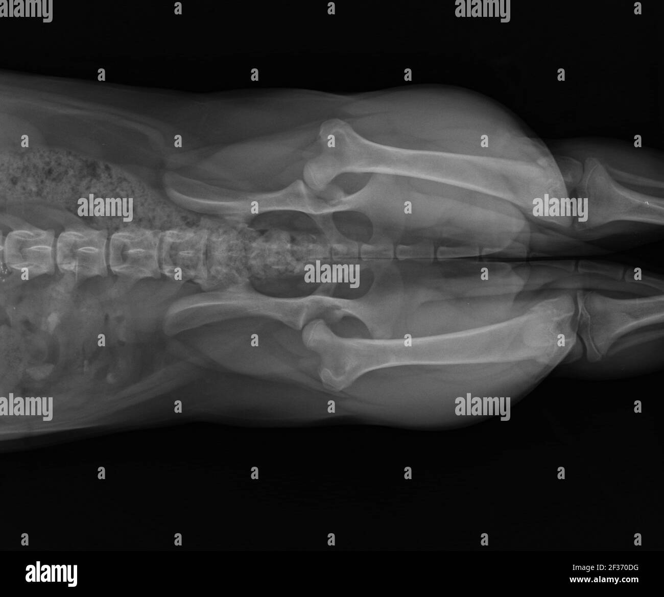 Dog X Ray Showing Canine Bilateral Hip Dysplasia. Ventral View Stock