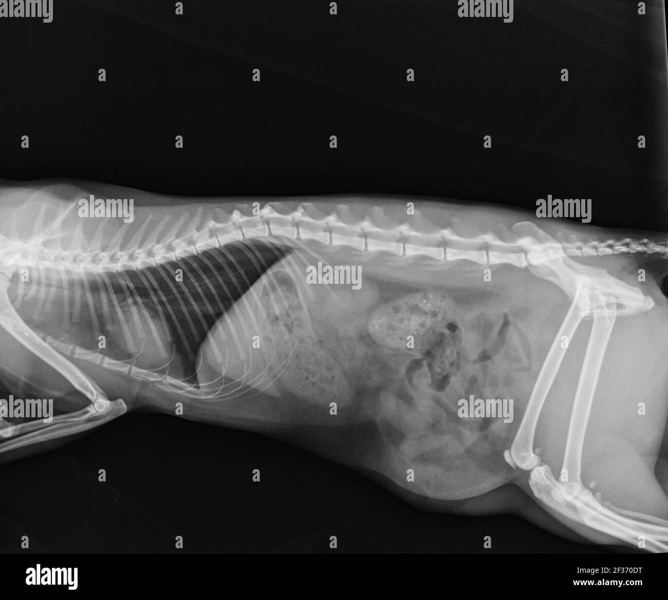 Cat X Ray Herniation of the Intestins Through Abdominal Wall Defect