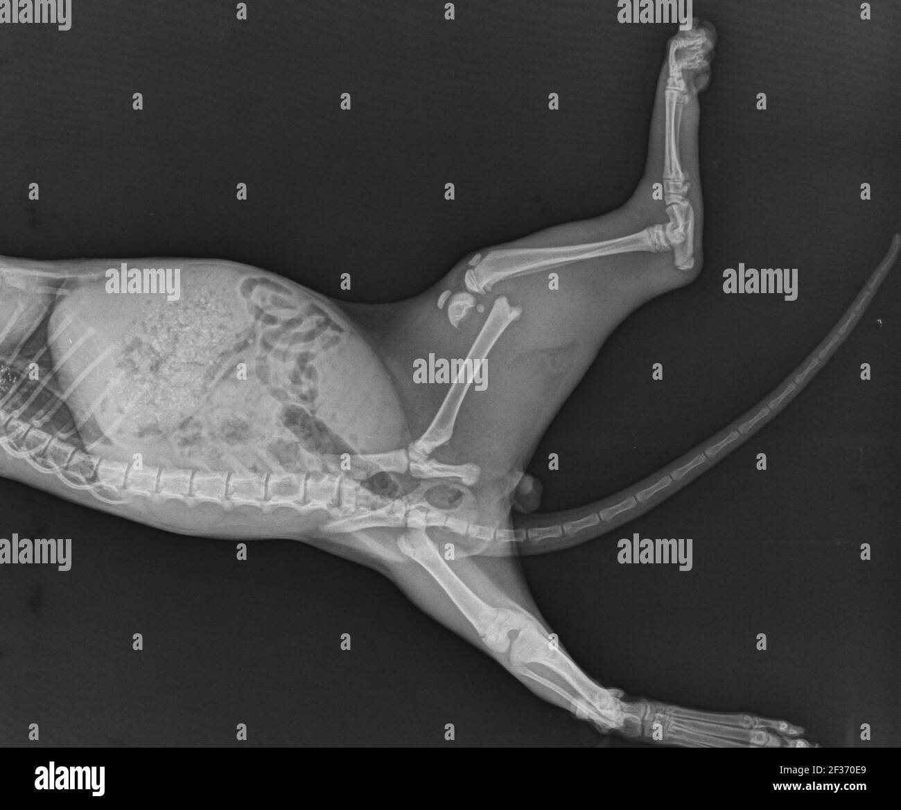 Dog X Ray Distal Femoral Fracture. Puppy Radiograph Stock Photo Alamy
