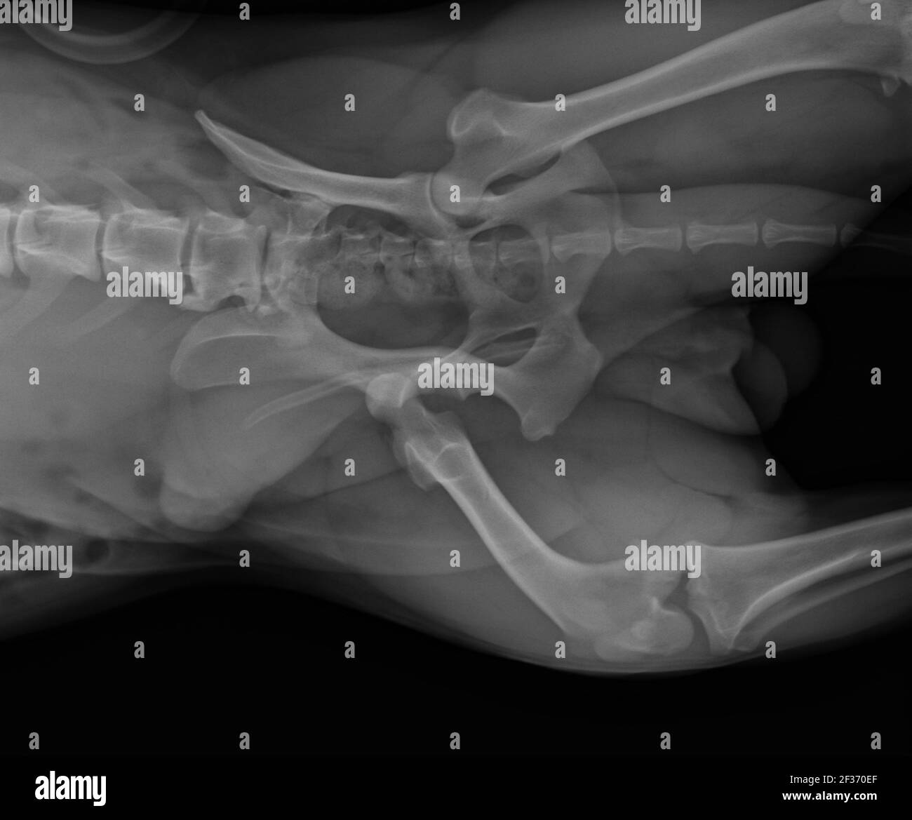 Dog X Ray Showing Hip Luxation Right Leg. Ventral View Stock Photo Alamy